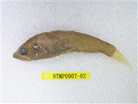 藏品(短鰭新燈籠魚)的圖片